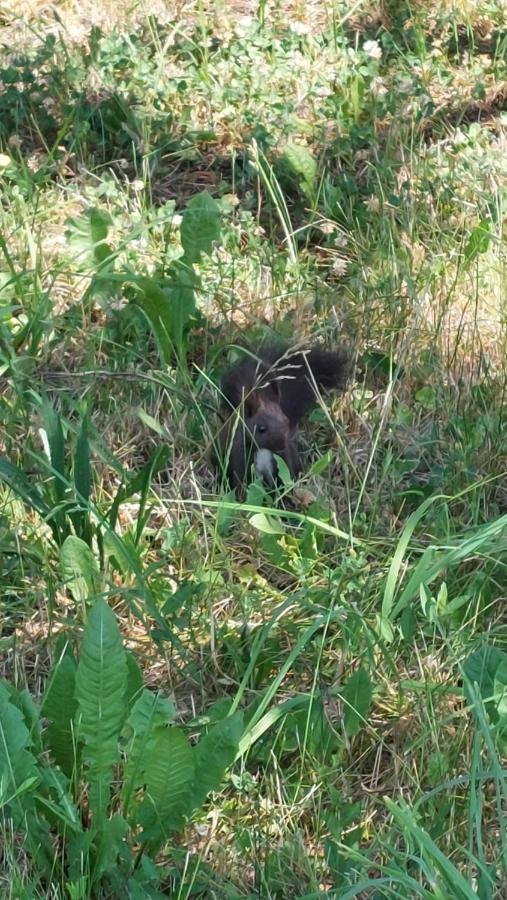 Horska Chata Veverka Podbanska Luaran gambar